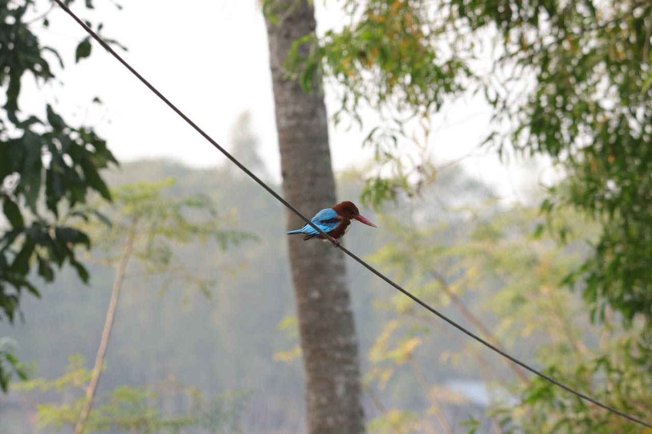 White-throated kingfisher perched on a wire