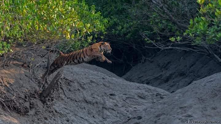 Royal Bengal tiger leaping in the Sundarbans