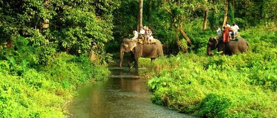 Elephant safari through the forest