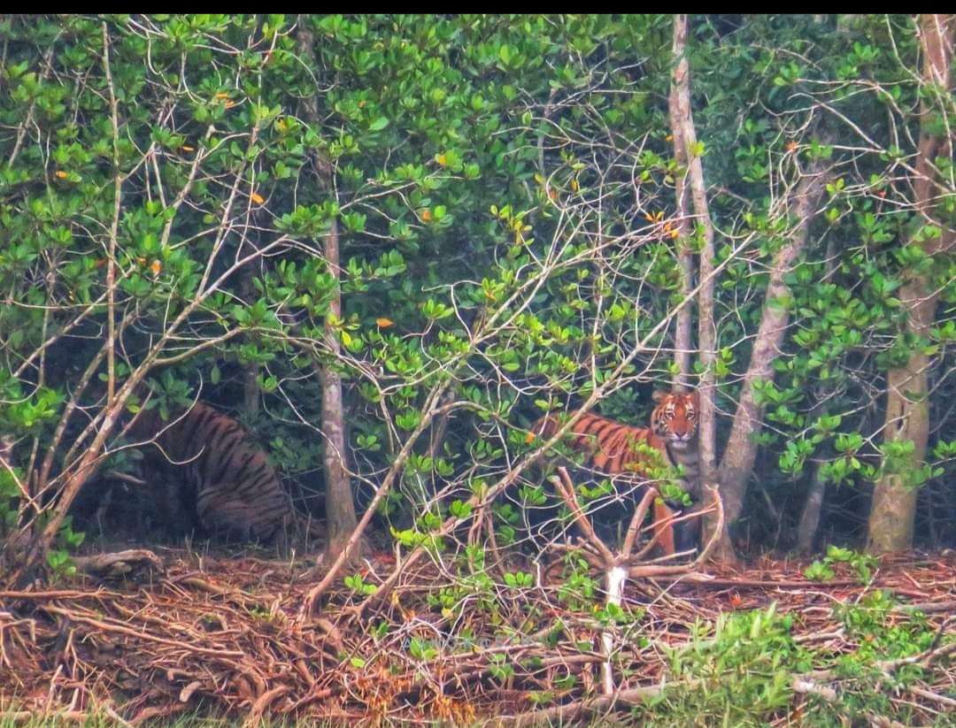 Tiger watching from the mangroves