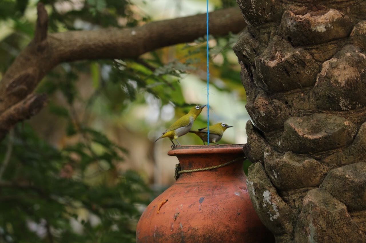 Oriental white-eyes on a clay pot
