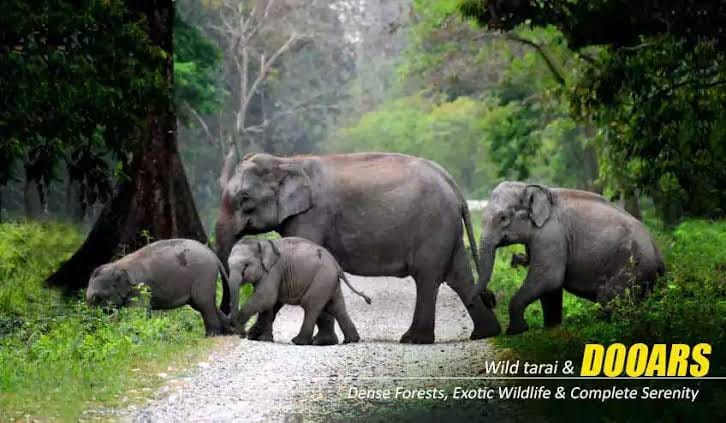 Wild elephants crossing — Dooars