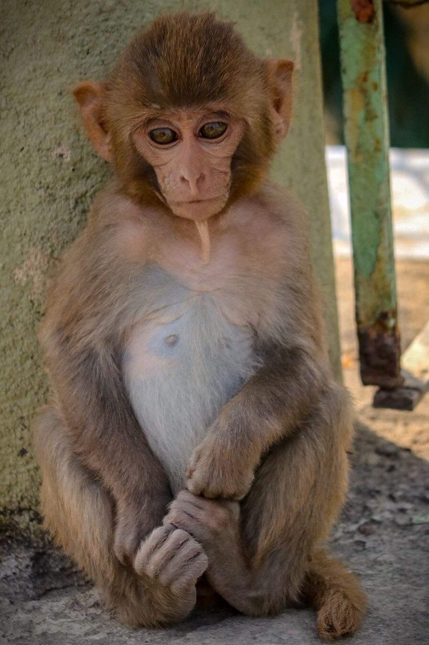 Young macaque resting