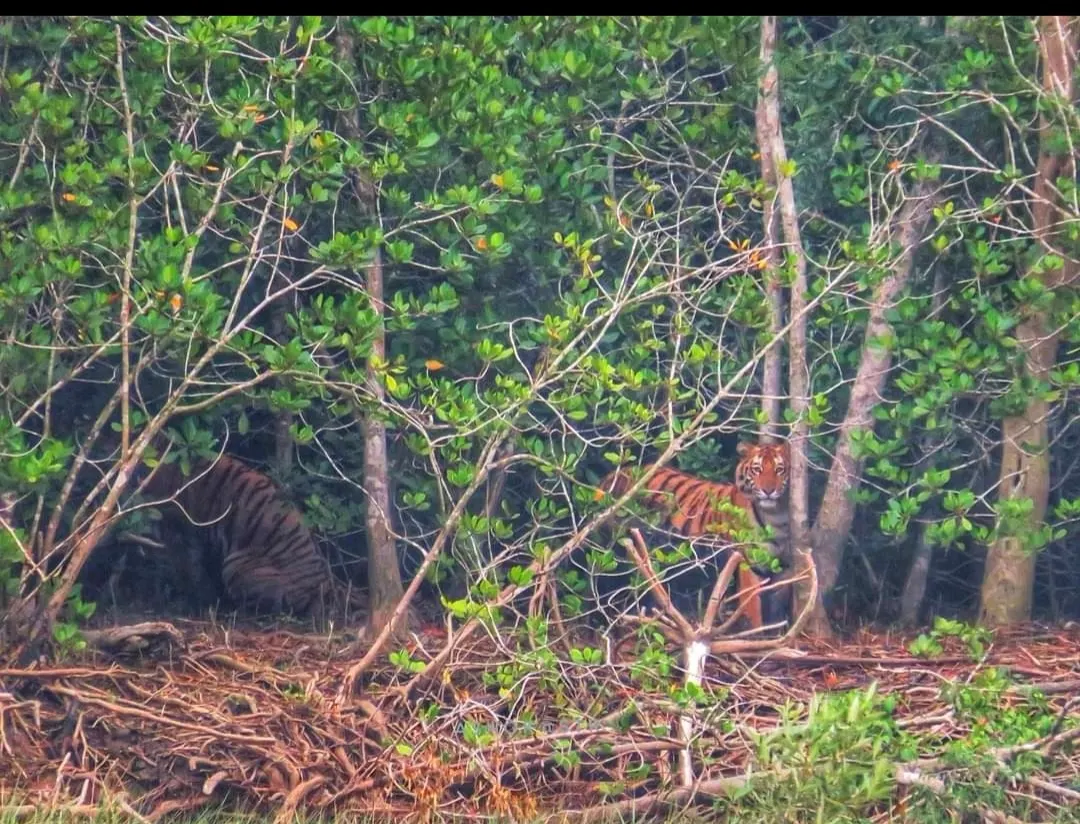 Tiger watching from the mangroves